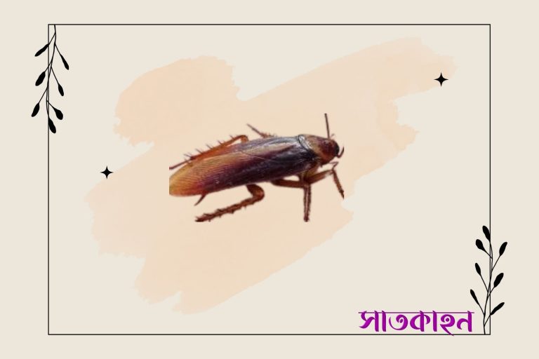 তেলাপোকা তাড়ানোর ২ কার্যকর উপায়