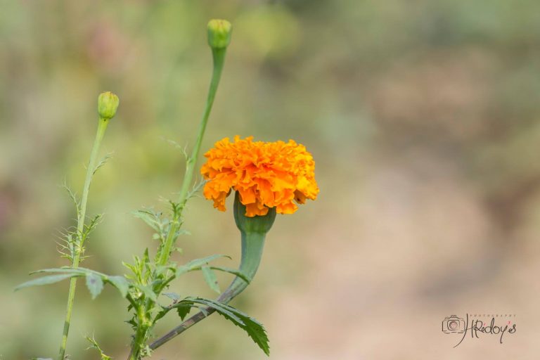 দৃষ্টিনন্দন গাঁদা ফুল