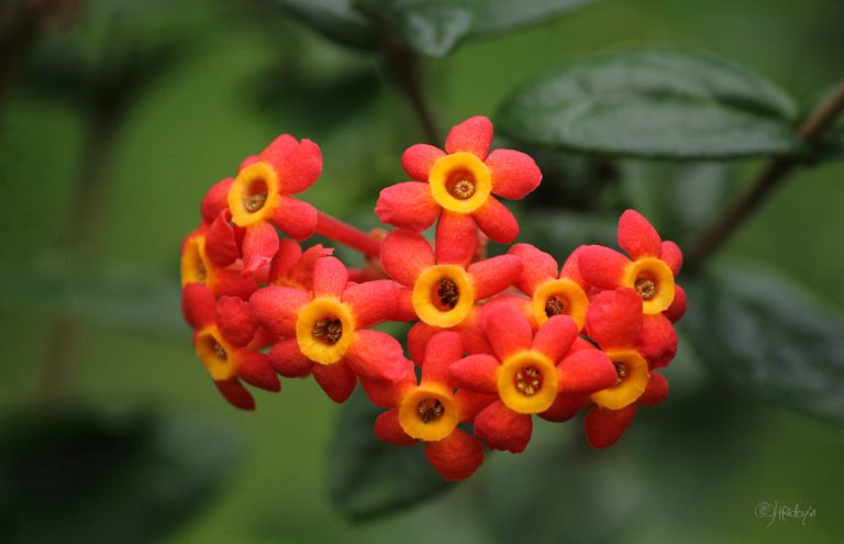 মোহনীয় রন্ডেলসিয়া