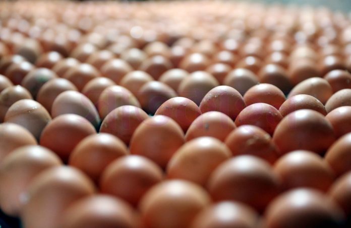 ছবি: আলামিন লিওন