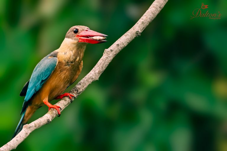 মেঘ হও মাছরাঙা