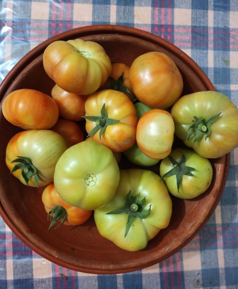 Which Tomato is good, red or green?